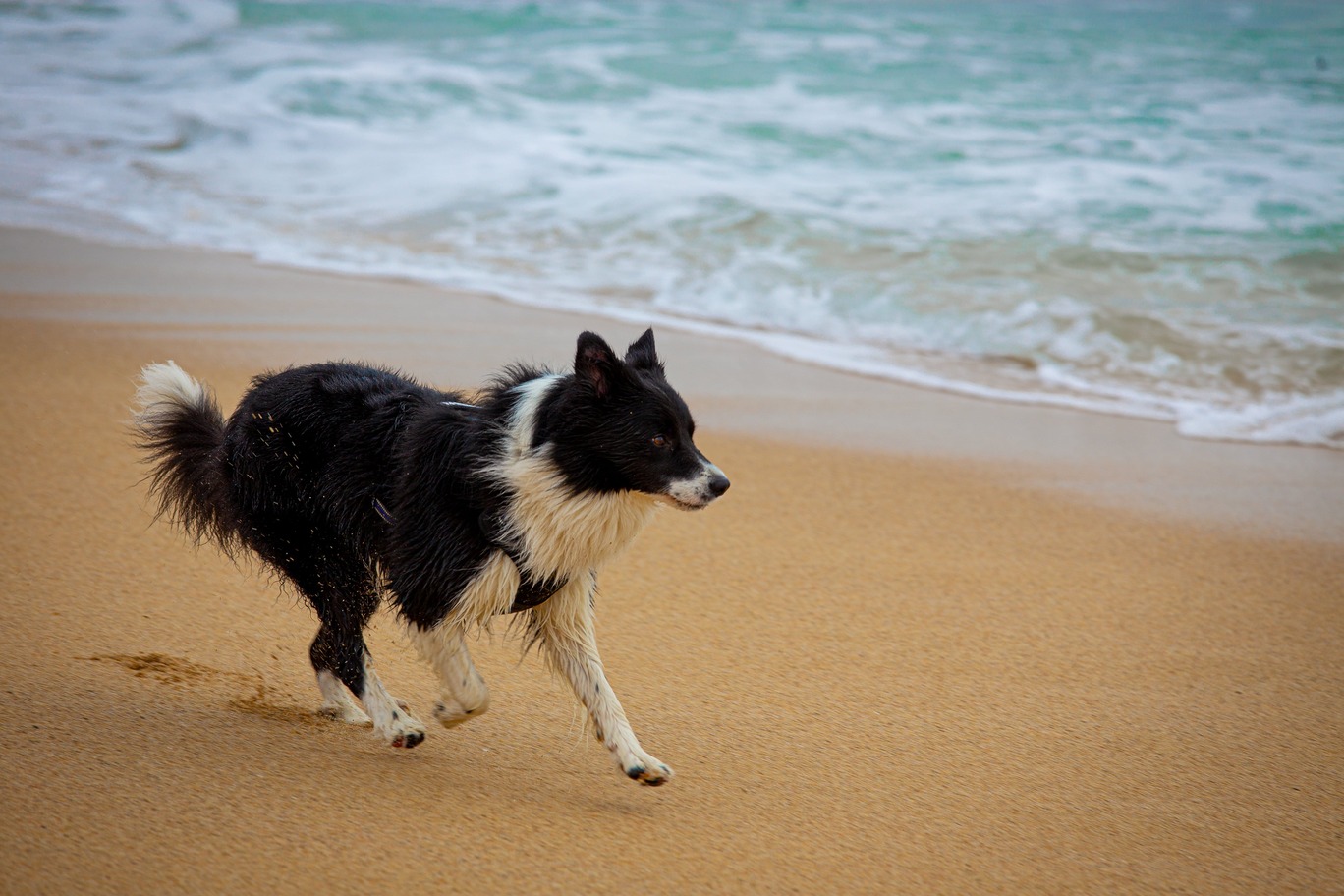 Chien sur la plage - Badalona 2024