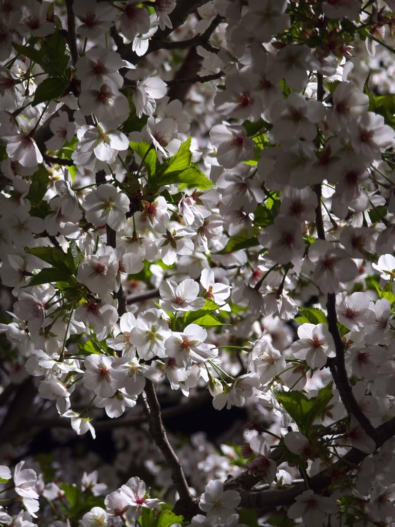 Fleurs de cerisier - Lyon 2024