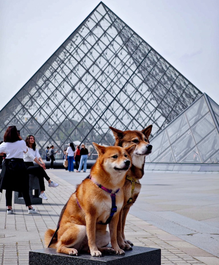 Chiens devant la pyrapide du louvre - Paris 2024